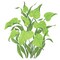 Green Tropical Plant Wall Stencil | 1737 by Designer Stencils | Animal & Nature Stencils | Reusable Art Craft Stencils for Painting on Walls, Canvas, Wood | Reusable Plastic Paint Stencil for Home Makeover | Easy to Use & Clean Art Stencil